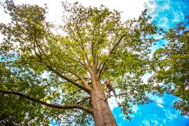 Best Tree and Shrub Care  in Siena College, NY