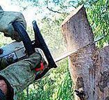 Trusted Siena College, NY Tree Care Experts