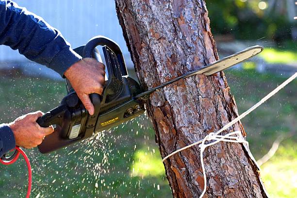 How Our Tree Care Process Works  in  Siena College, NY